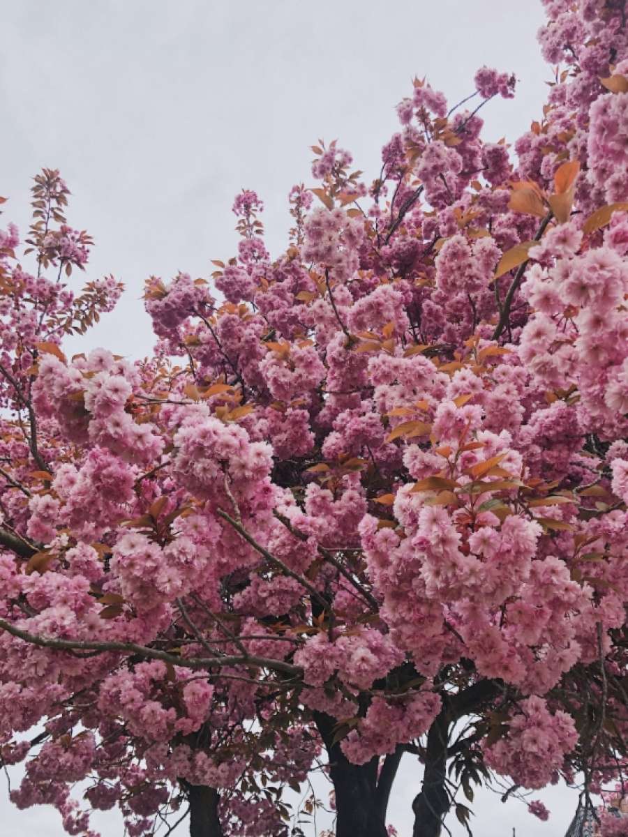 Photo 26-04-2020, 18.28.20 (Medium).jpg